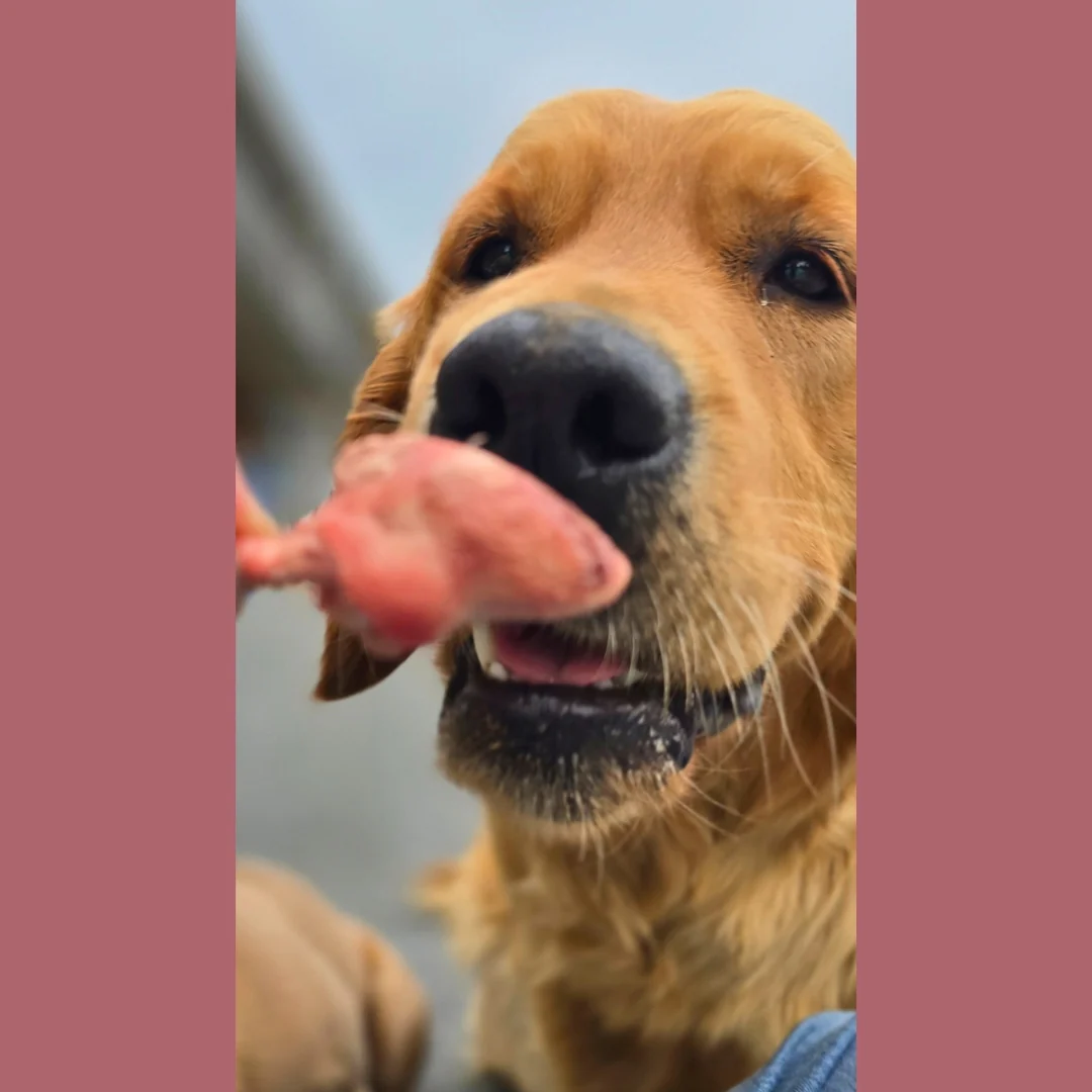 Freeze Dried Chicken Hearts - Image 3