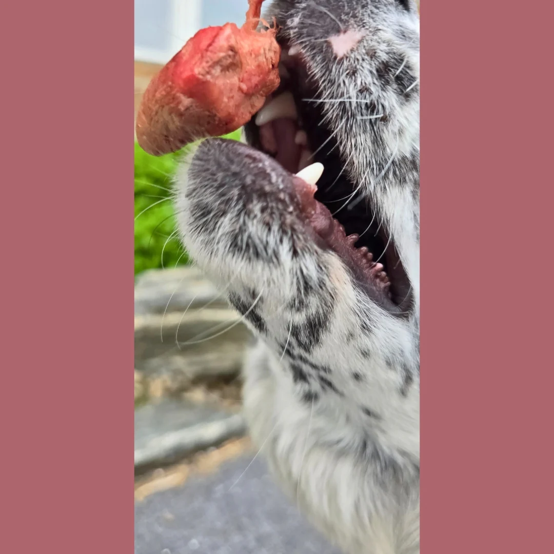 Freeze Dried Chicken Hearts - Image 4