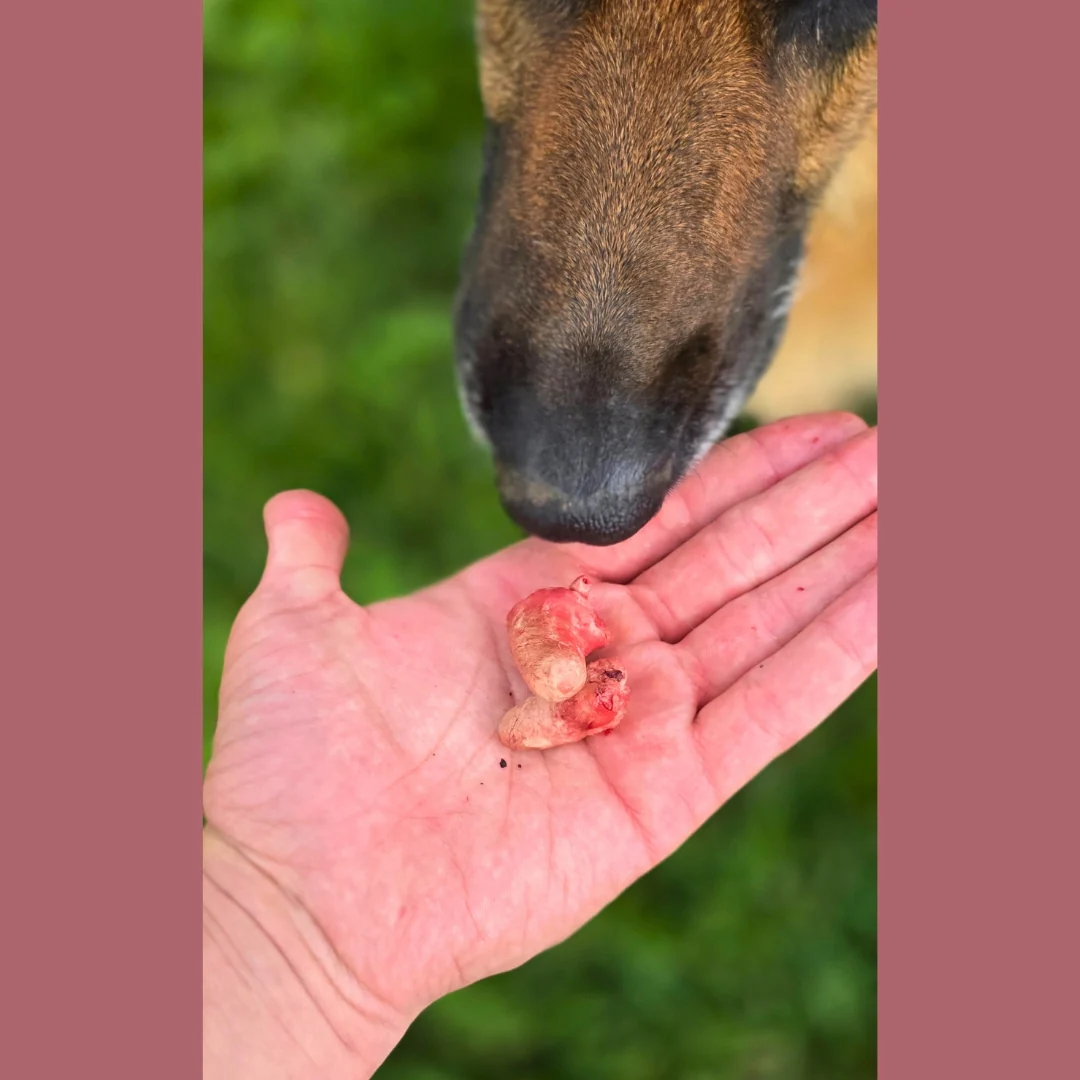 Freeze Dried Chicken Hearts - Image 6