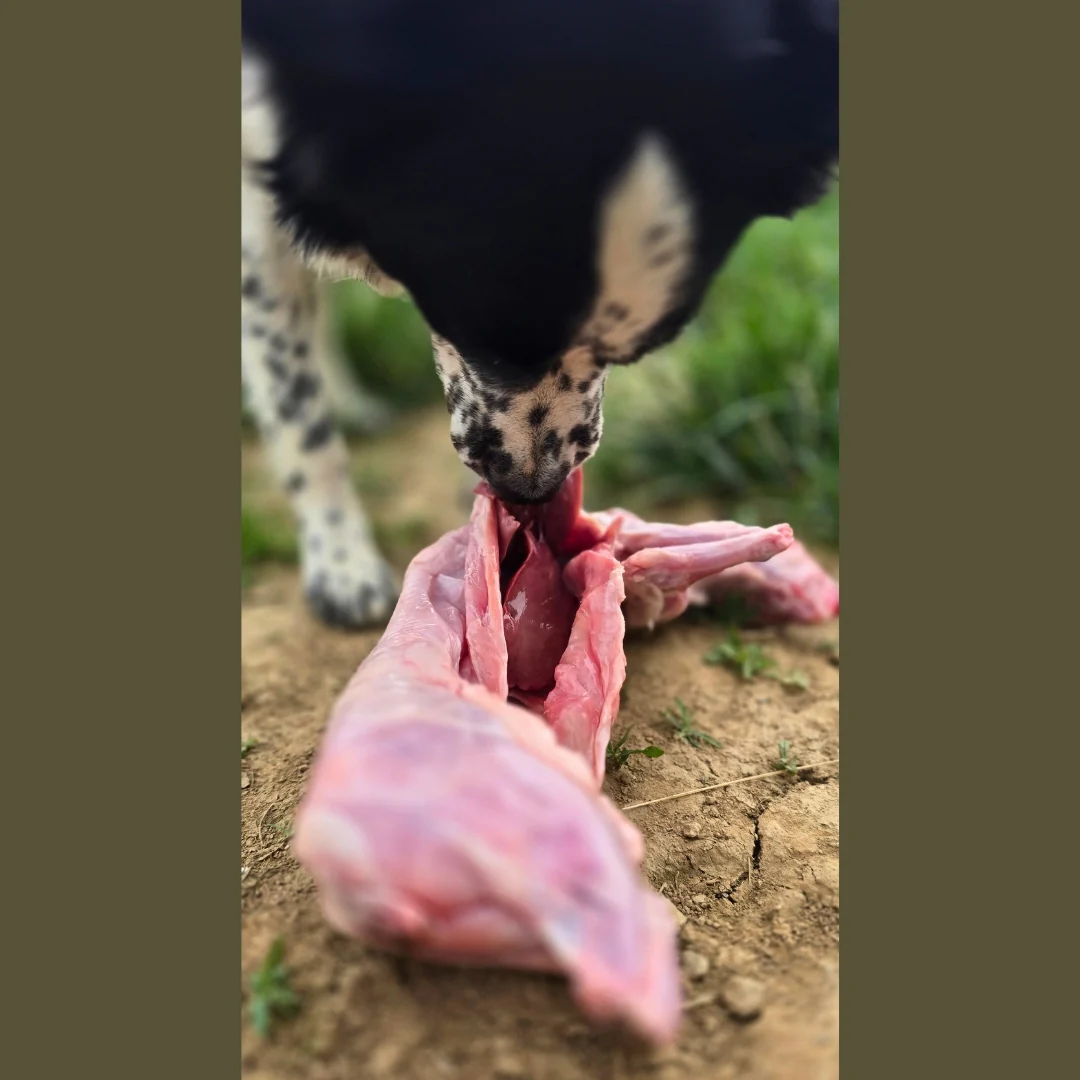 Whole Rabbit - Image 10
