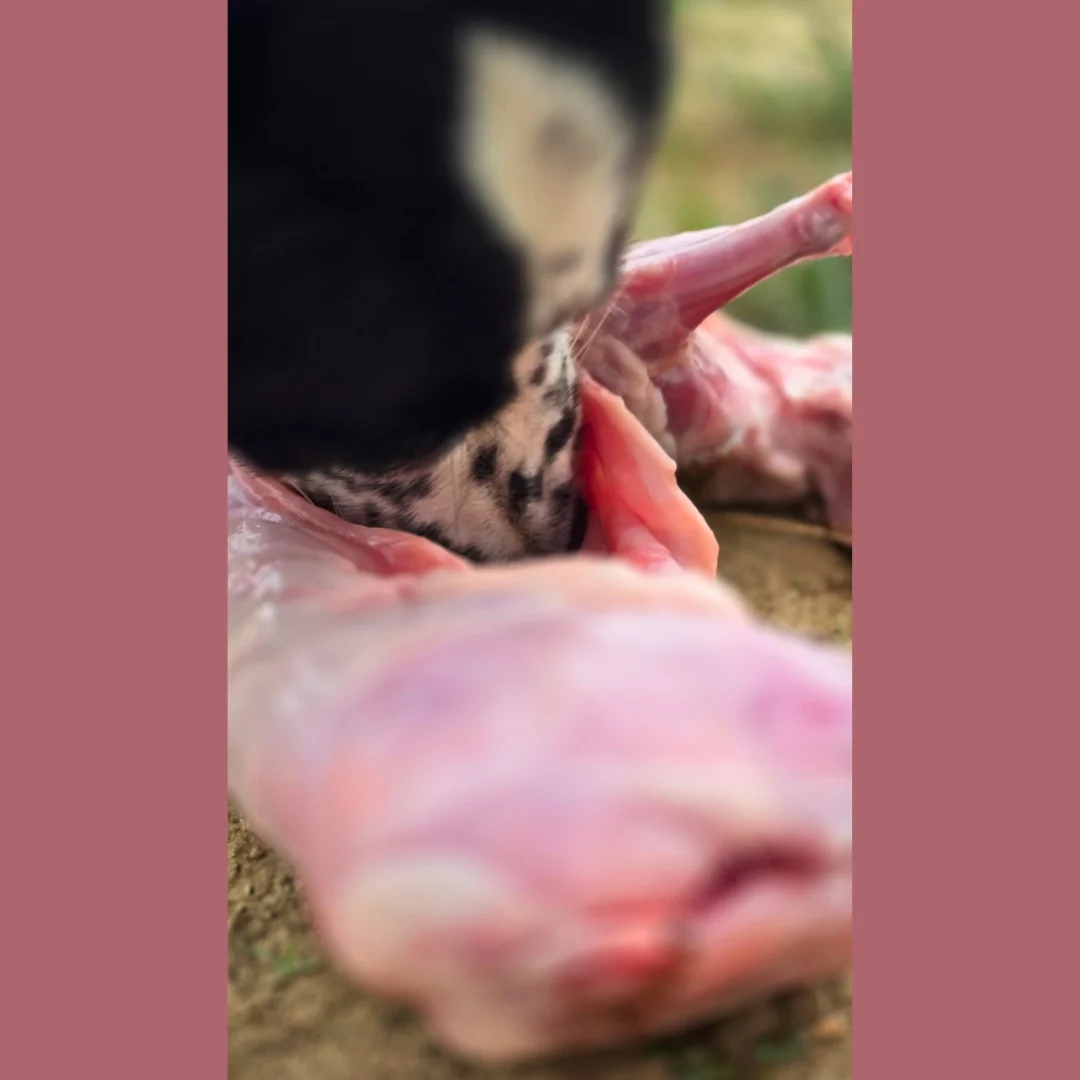 Whole Rabbit - Image 11