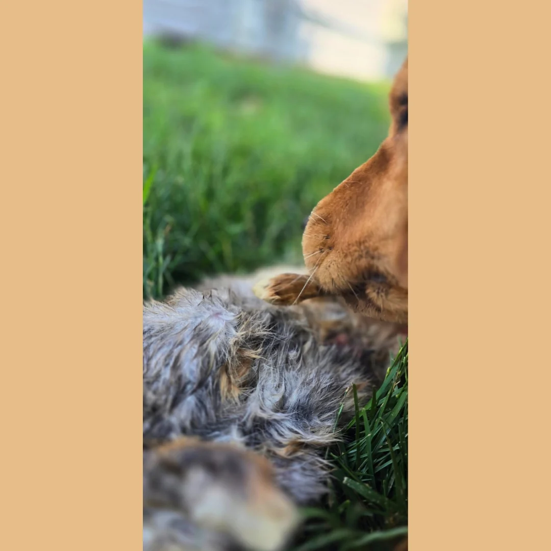 Whole Rabbit - Image 3