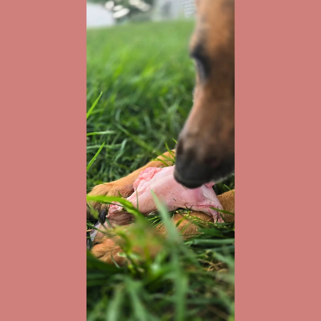 Whole Rabbit - Image 4